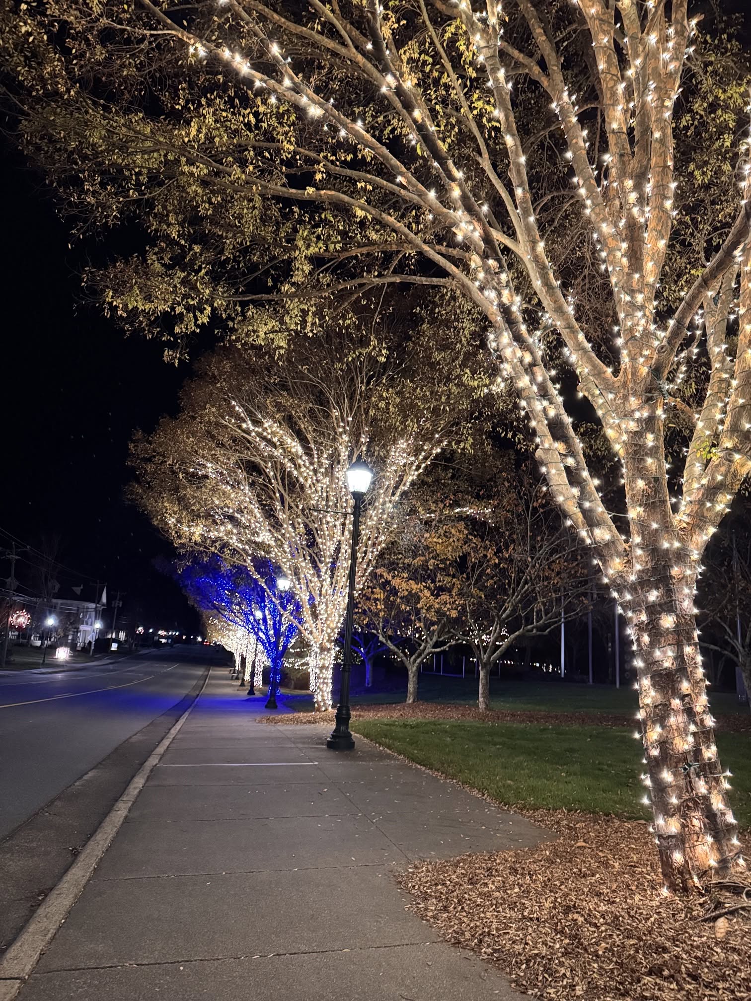 AstroLume: Trees transformed by light