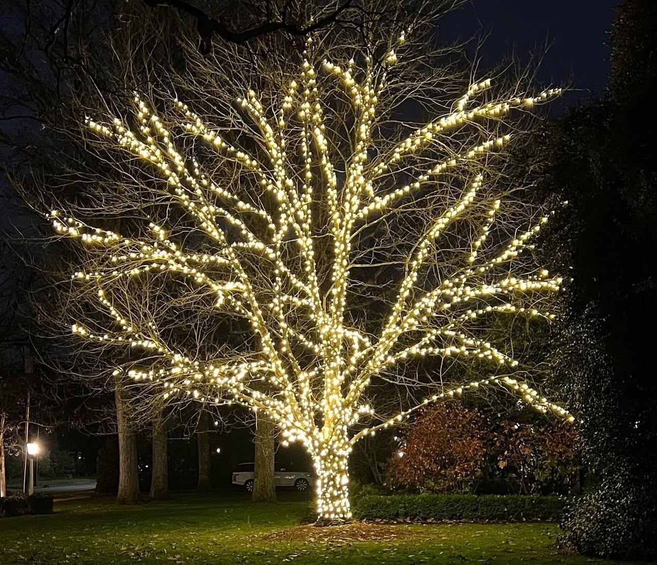 An AstroLume installation with warm white lights wrapped around the trunk and canopy of a large tree